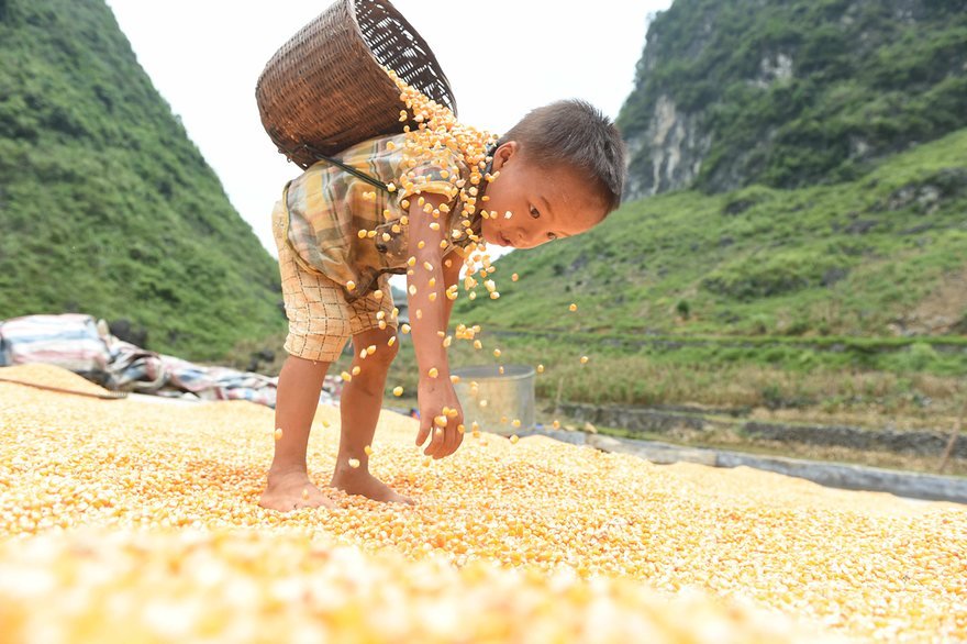 troposphera:  Guangxi province, ChinaA boy helps to air dry the corn crop in Nongyong