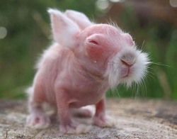 awwww-cute:  Baby Wombats look like Old Kung-Fu