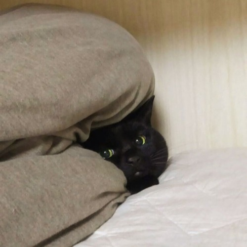 totojijilife:JIJItotojijilife.blog.jp/#cat #cats #catstagram #pet #pets #petstagram #petsagra