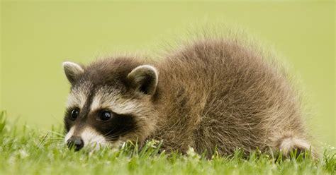 kavehs-briefcase:GOODMORNING EVERYBODY HAVE A PICTURE OF A RACCOON 
