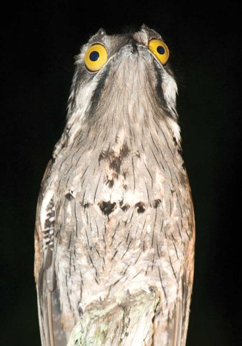 be-boheme:jumpingjacktrash:peoplemask:tastefullyoffensive:The Potoo bird always looks like it just s