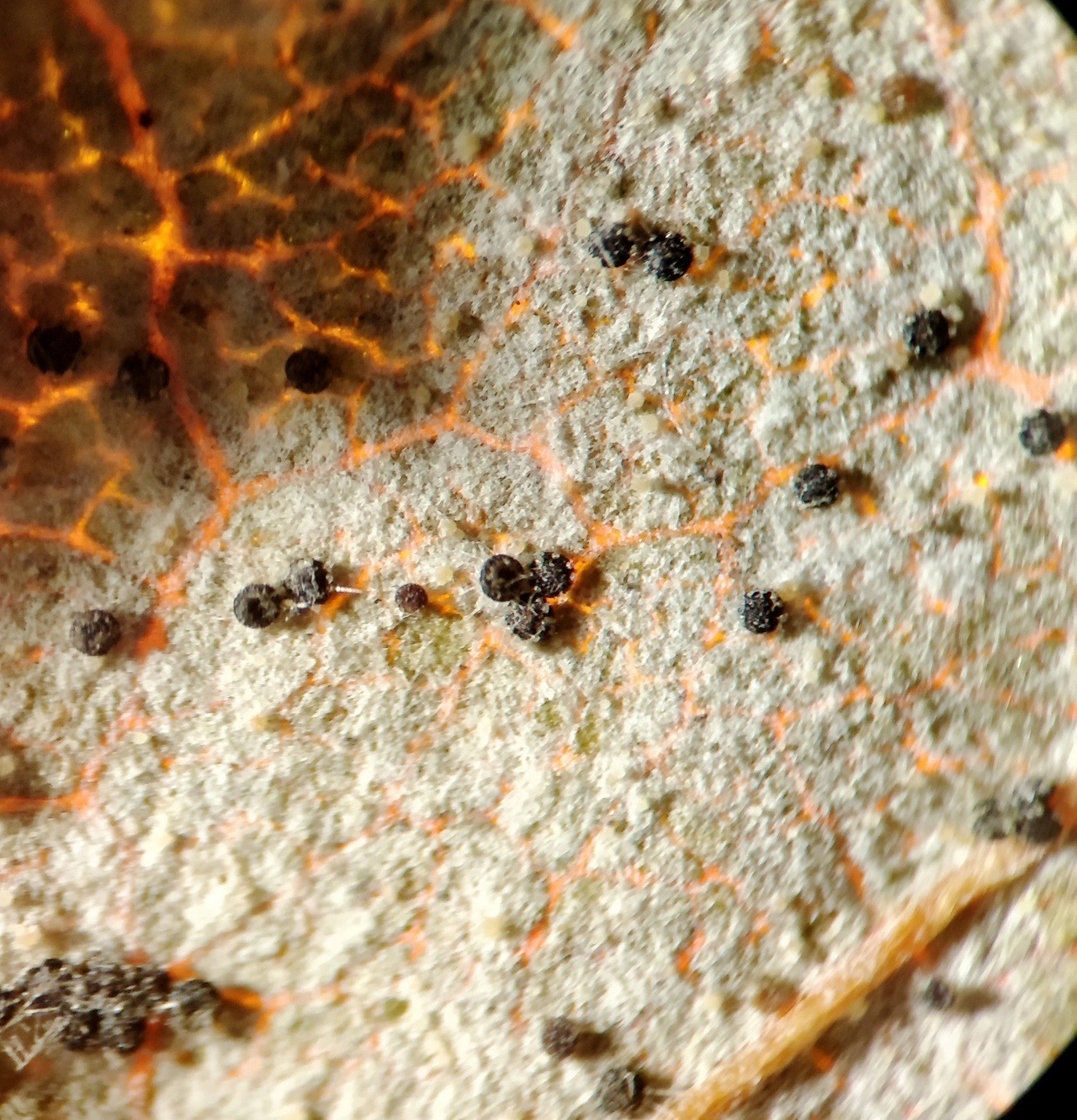 Powdery mildew fungus (Phyllactinia fraxini) producing chasmothecia on European ash (Fraxinus excelcior).