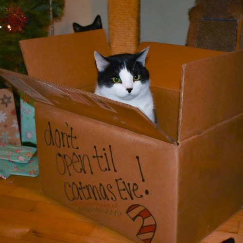Boxes become a hot commodity in a household with 4 cats during the holidays. Toki couldn’t wait for 