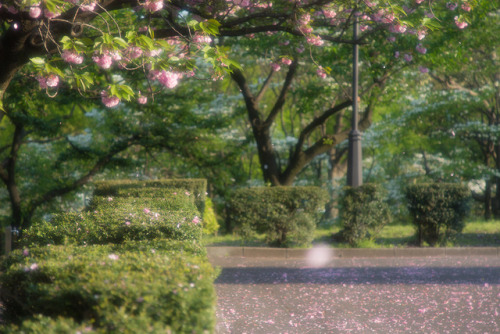 八重桜とはいえ、東京で桜を見るなんて学生時代ぶり。桜吹雪が美しすぎて、国会前提で3時間も過ごしてしまったよ …(￣▽￣;)location：国会前提（東京都千代田区） on April 23, 201