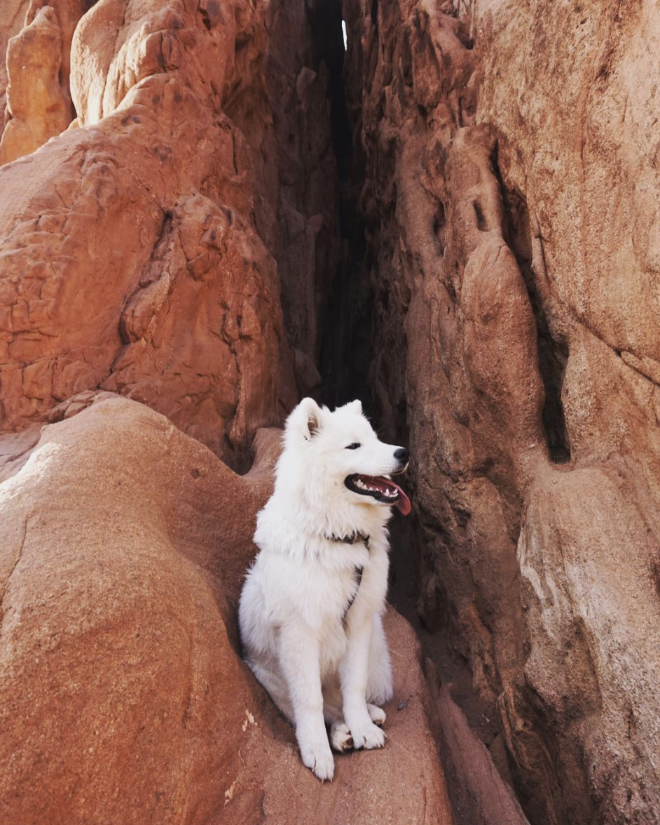 ATLAS THE ADVENTURE SAMOYED