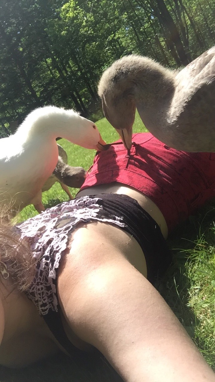 importantbirds:  Geesethey arriv……. The mots horror video is…… a reality.Danger