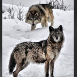 Lobo miercoles #wolfwednesday #awhooo #wolfknives