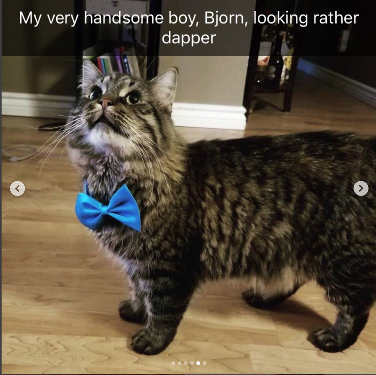 babyanimalgifs: Animal snaps