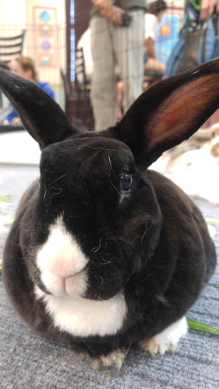 fortunas-sands:  Some of the bunny pictures from the Georgia House Rabbit Society’s