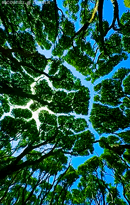 Rata Forest In New Zealand
