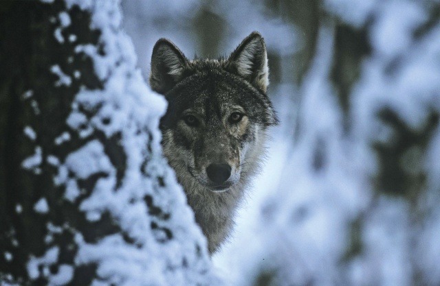 lamus-dworski:  Białowieża Forest - the ancient European forest, one of the last