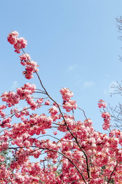 pink blossom