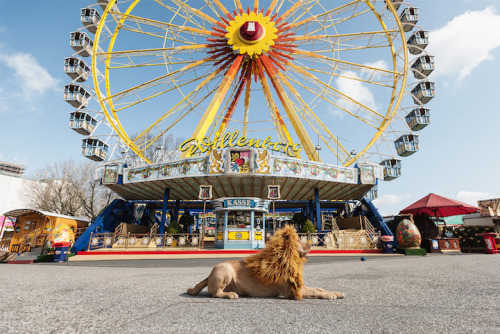 ladyinterior:  Rescue Dog Dressed as a Lion Proudly Roams the Streets of His New Urban Jungle, Julia