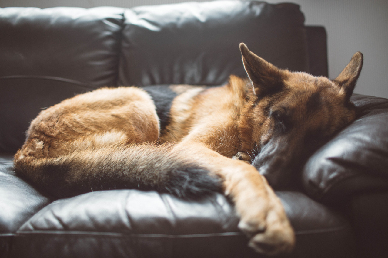 if-people-were-rain:  I really fricking love my dog.
