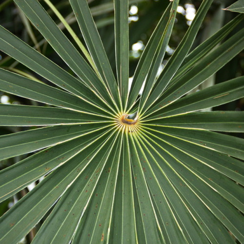 Vortex. Wirbel.Detail of a palm leaf. Botanical Garden Jena, 2012.