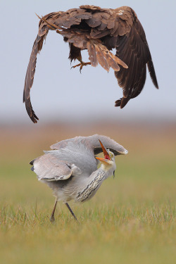 earth-song:  Don’t touch me by phalalcrocorax Here, they are fighting for food. Usualy, Heron is a clear winner against Marsh Harrier… but this time, he found stronger than him 