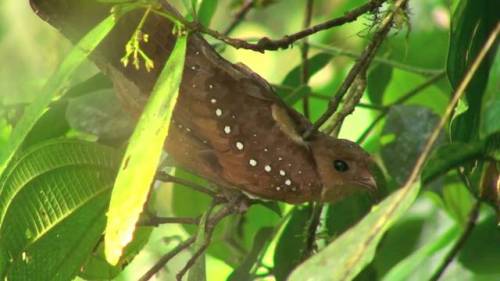 ainawgsd: Oilbird The oilbird (Steatornis caripensis), locally known as the guácharo, is a bi