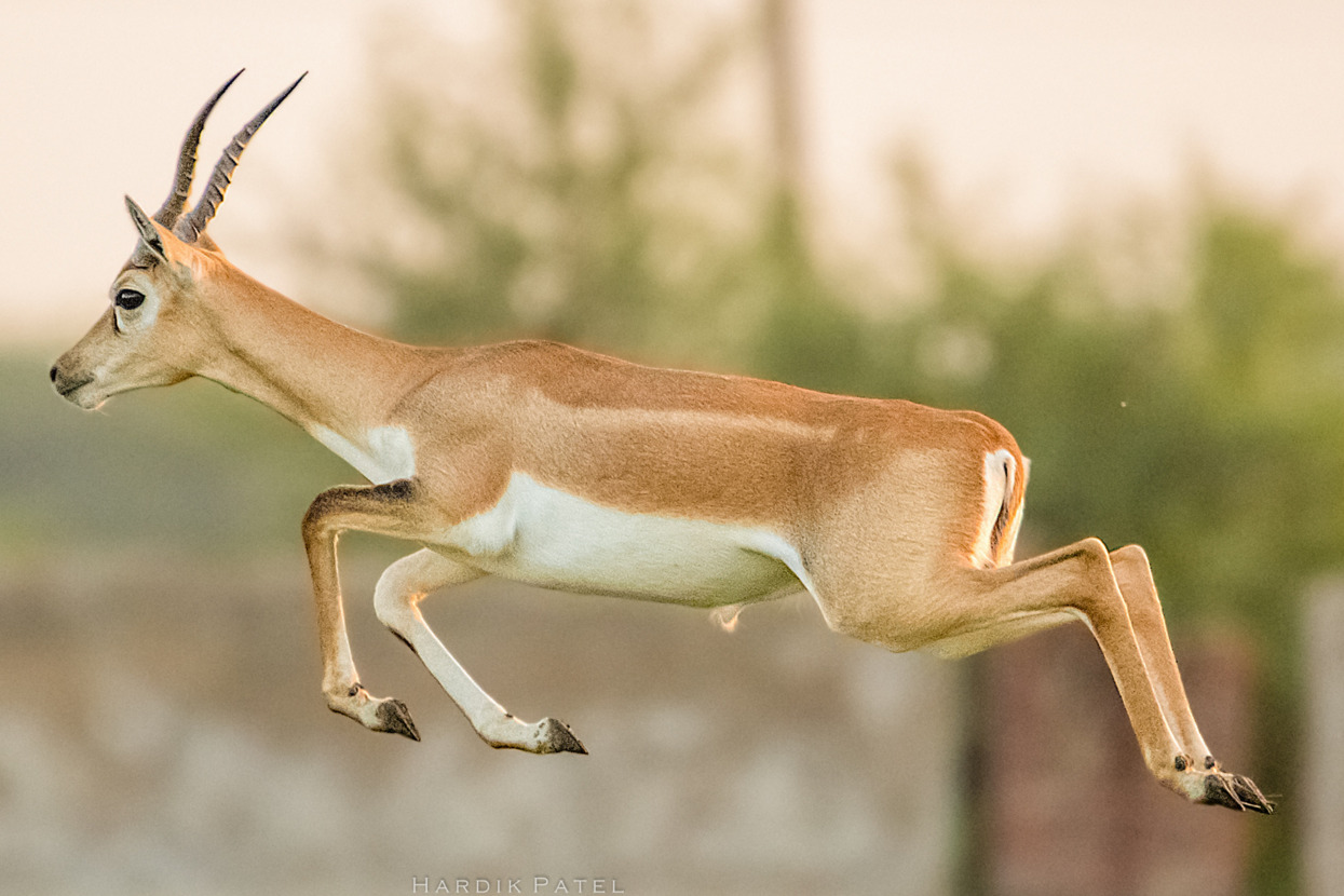 end0skeletal:  by  Hardik Patel   