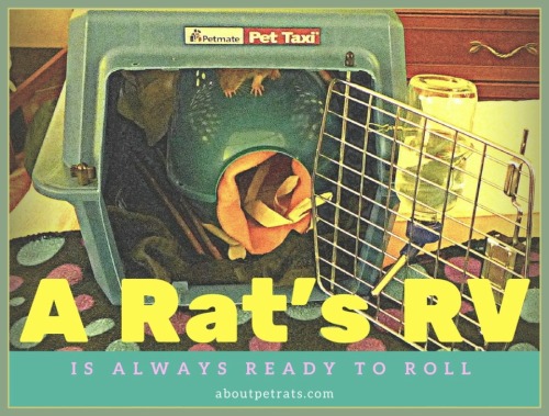 Cat carriers are great transportation for pet rats. They’re also perfect “campers&r
