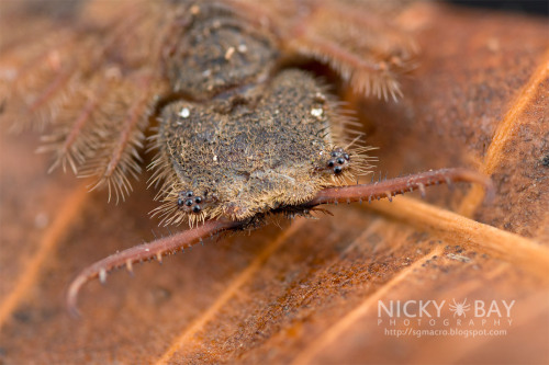 onenicebugperday:Owlfly Larvae,AscalaphidaeFound in Malaysia, Mozambique, and Singapore respectively