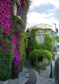 tselentis-arch:  Bougainvillea, St Paul de