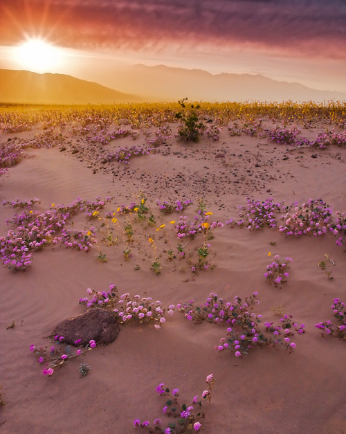 colorel11:  © Aaron MatneyApril in death valley