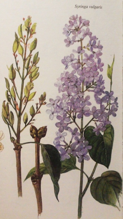 purest-witch:some beautiful old botanical illustrations from a gardening book I own ❀