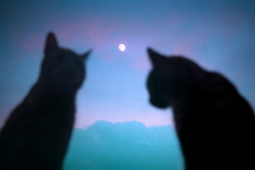 atraversso:Untitled by Maya Beano