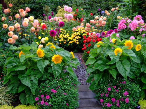 baeboy:front garden bloom