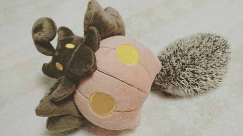 Pumpkaboo used Mean Look !  Purin used Tackle! It’s super effective! The foe Pumpkaboo fainted