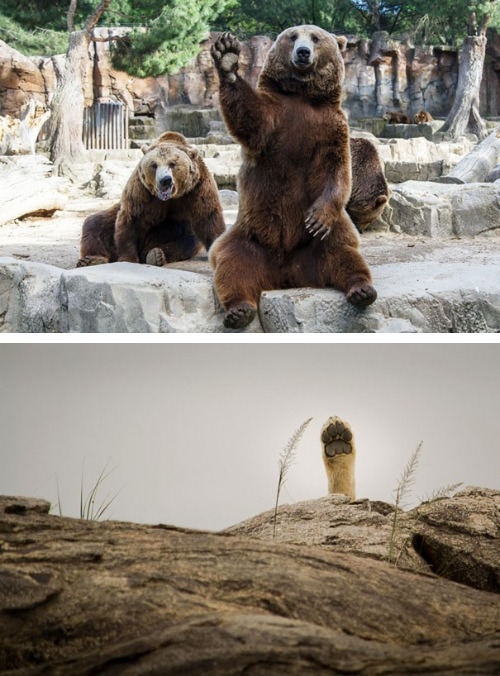 nerdy-birdy18:  jdarty:  tastefullyoffensive:  Animals Waving Hello to You [boredpanda]Previously: Perfectly Timed Dog Photos  that last one though  Crocodile is like “sup bro”