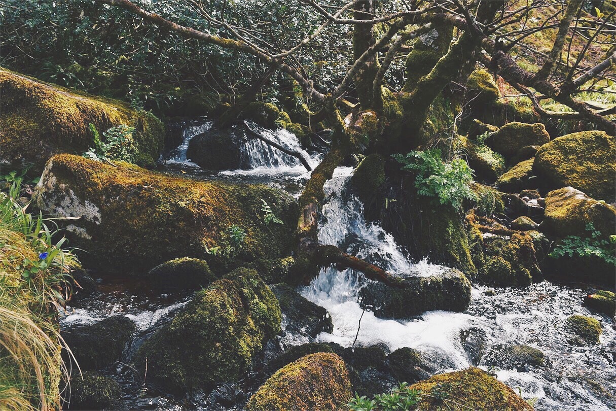 sunfl0wer-spirit:
“The hidden forests and rivers down in the valleys of Dartmoor are mostly covered in moss and everything looks so ancient and mystic and magical 🌿
”