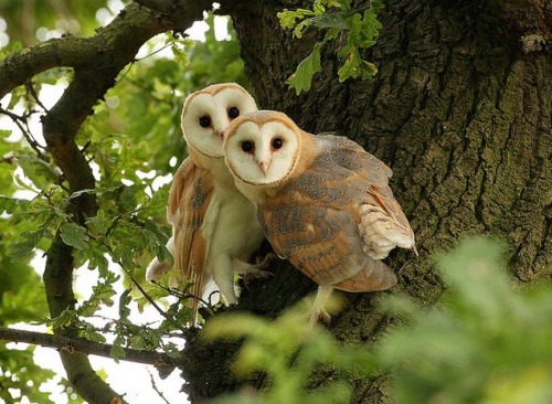 chiromythn:forest-faerie-spirit:{Barn Owls in The Oak} by {Mike Rae}@lokishunkn