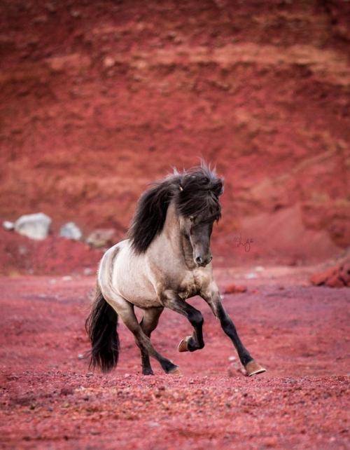 The amazing nature of Iceland offers some spectacular (and sometimes unbelievable) colors! | Horse: 