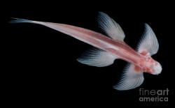 Hybridfication:  The Waterfall Climbing Cave Fish Aka Cave Angel Fish (Cryptotora