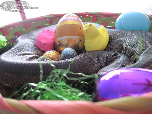 kookootegu: Happy Easter from Angela! &ldquo;I brought you bunnies and chicks but then I 