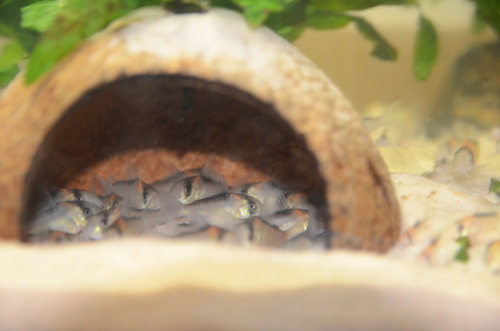 adolfoi - My cories love coconut shelter.Before flash, after...