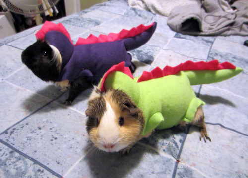 tastefullyoffensive:Animals Wearing Dinosaur CostumesPreviously: Cats Wearing Animal Hats, Animals W