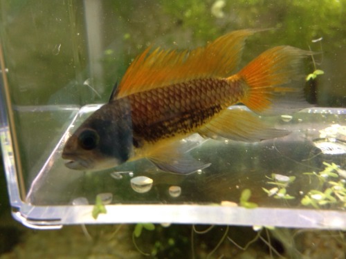 Apistogramma Cacatuoide Orange