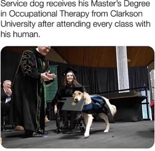 captcreate:awesomacious:My university gave a service dog, Griffin, an honorary degree during our gra