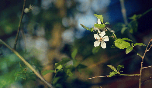 Spring  Cinemagraph, Gif, Animation