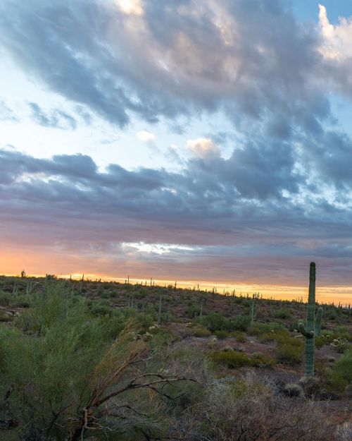 Morning in the desert . . . . . #picachopeakstatepark #azstateparks #ig_arizona #morning #visitarizo