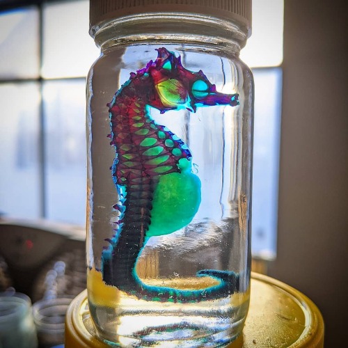 I’m working on more seahorses and can only hope they turn out as nicely as this one. Nfs - - -