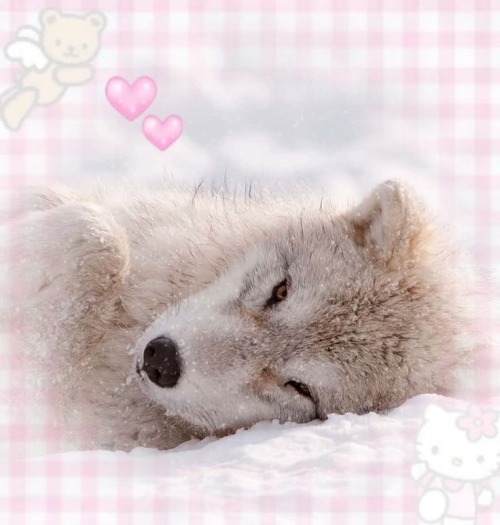 CUTE WOLVES!!!