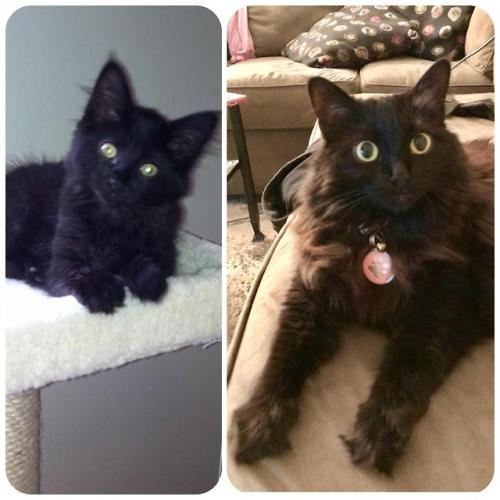 cutecornflakes:Coco’s 8th adoption anniversary