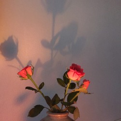 sjowee:  we got pink roses 