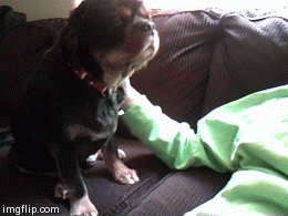 puppypu: More Dog Gifs