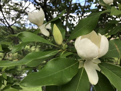A Spring of Evergreen Magnolia (Magnolia grandiflora), Fairfax City, 2017.There is something fascina