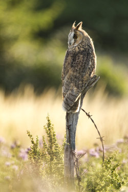 10bullets:  Evening Owl by mansaards