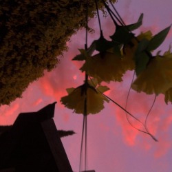 moonlightangel:pink skies are my favorite